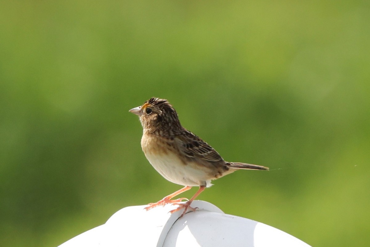 Grasshopper Sparrow - ML619631639