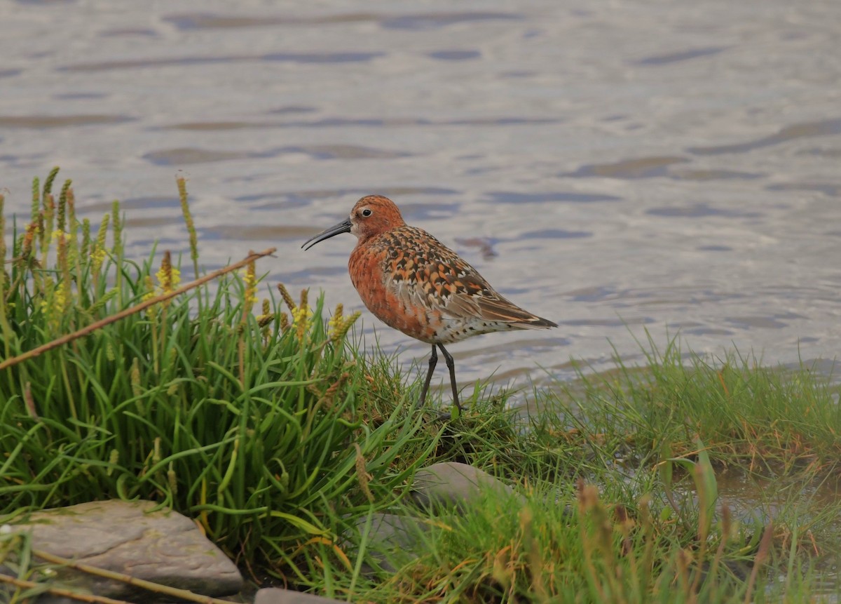 Curlew Sandpiper - Colin Barrett