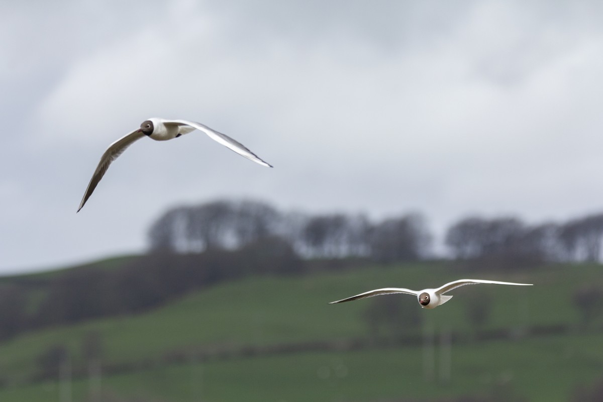 Black-headed Gull - Vishnu Vinod