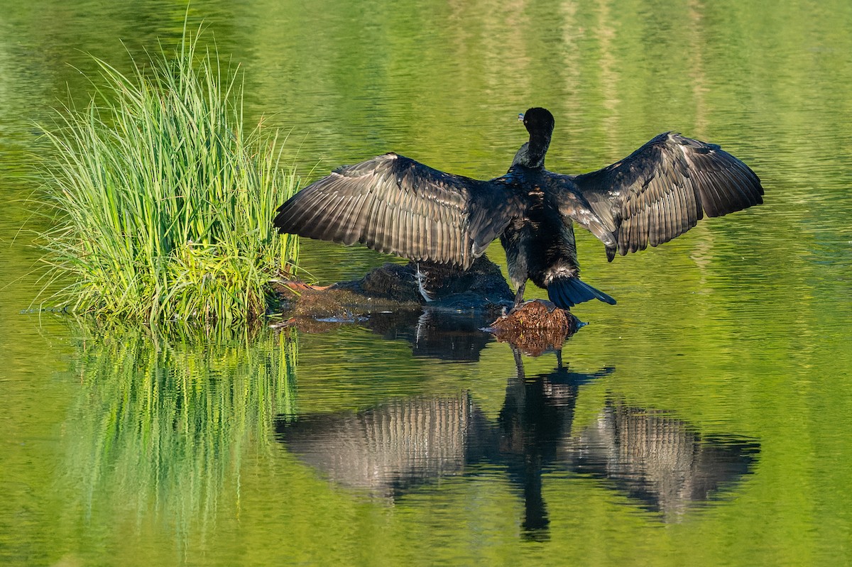 Great Cormorant - lucien ABAH