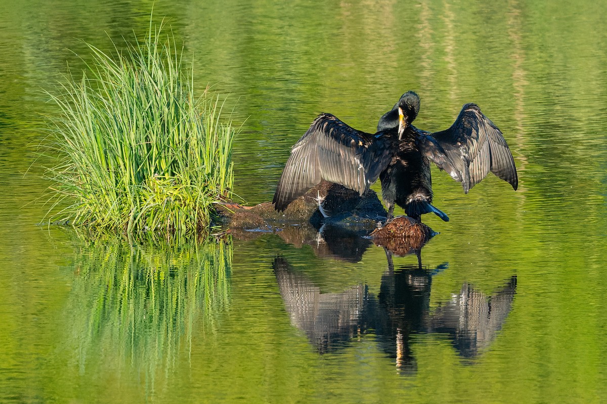 Great Cormorant - lucien ABAH