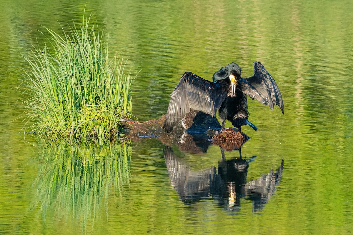 Great Cormorant - lucien ABAH