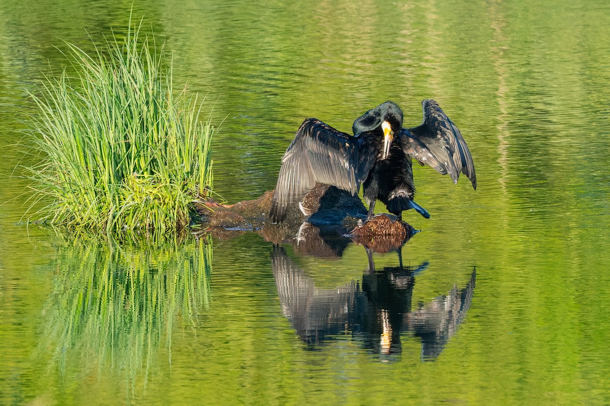 Great Cormorant - ML619631662