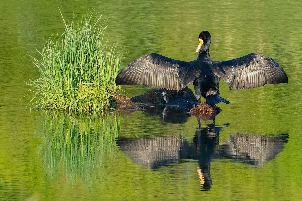 Great Cormorant - lucien ABAH