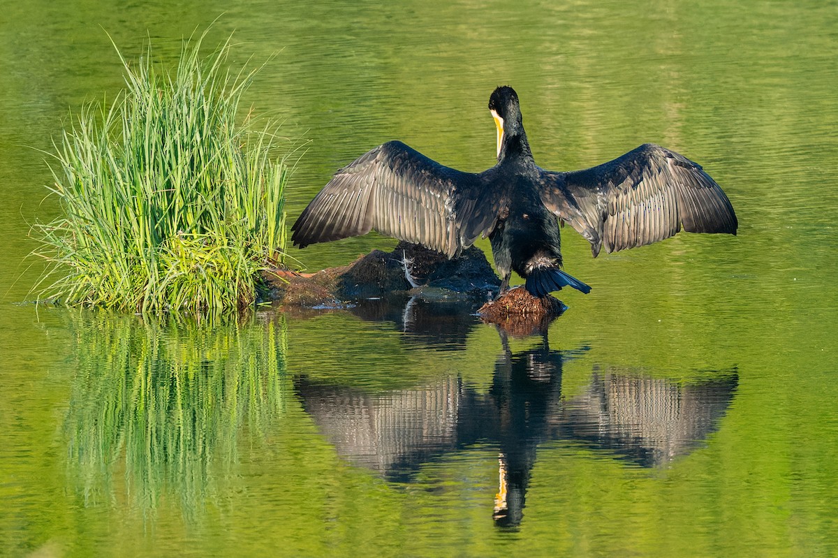 Great Cormorant - ML619631666