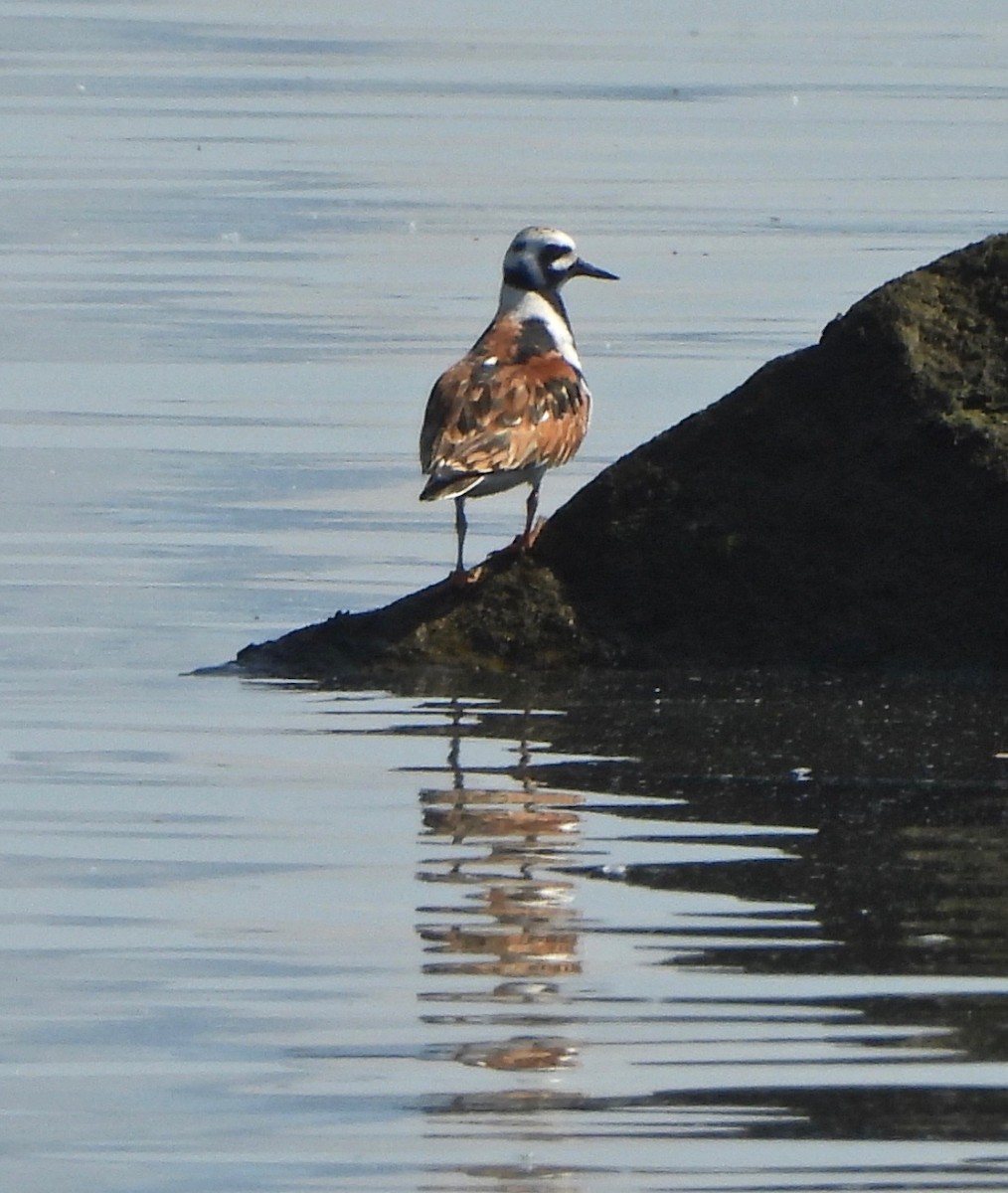 Ruddy Turnstone - ML619631671