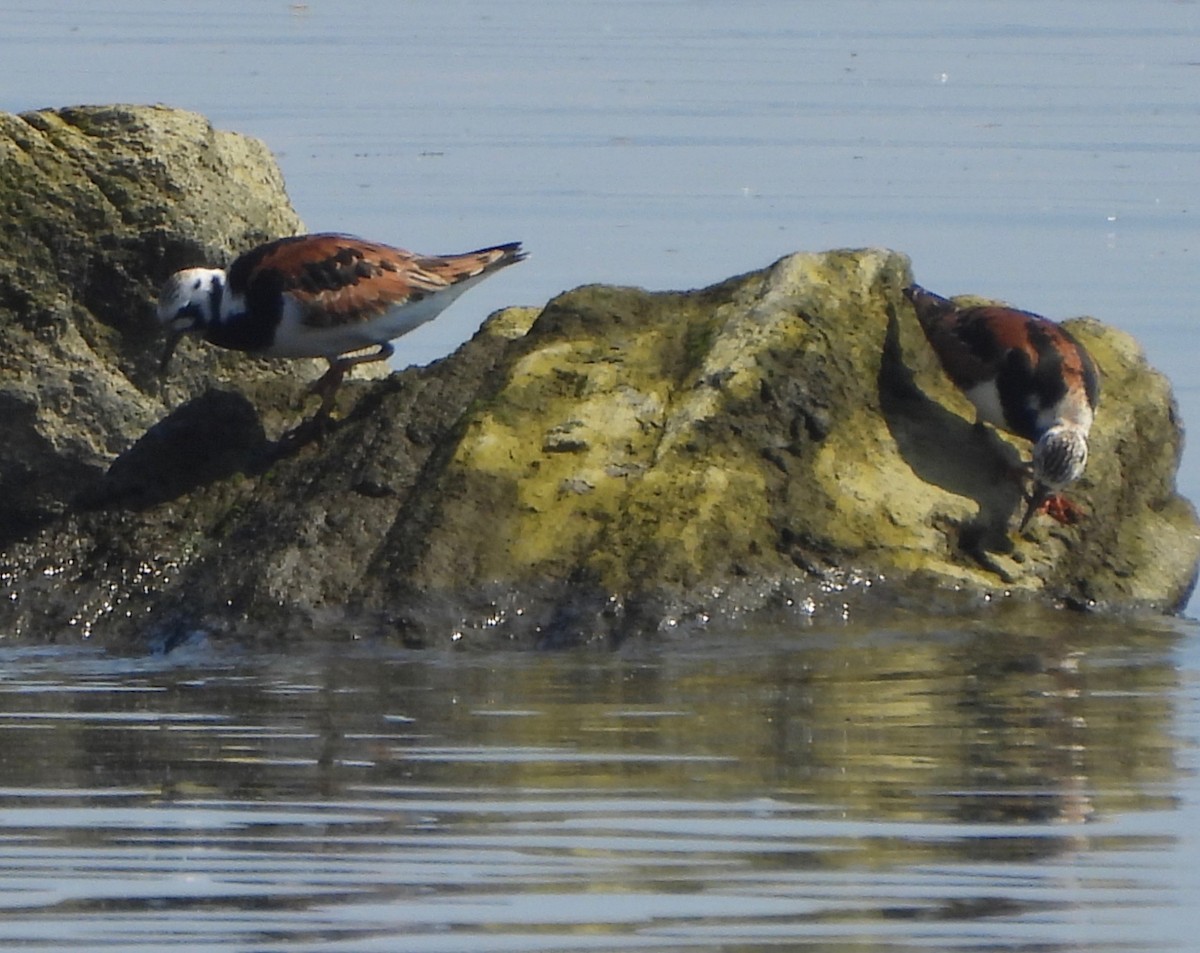 Ruddy Turnstone - ML619631672