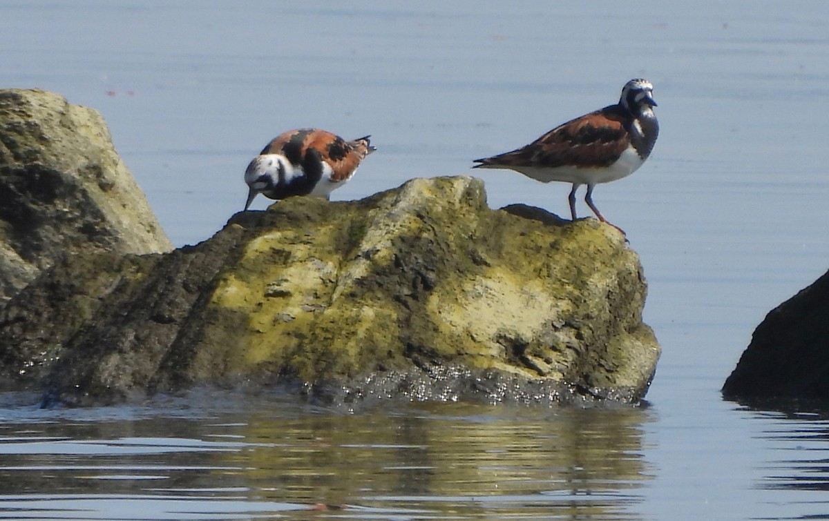 Ruddy Turnstone - Jay Luke