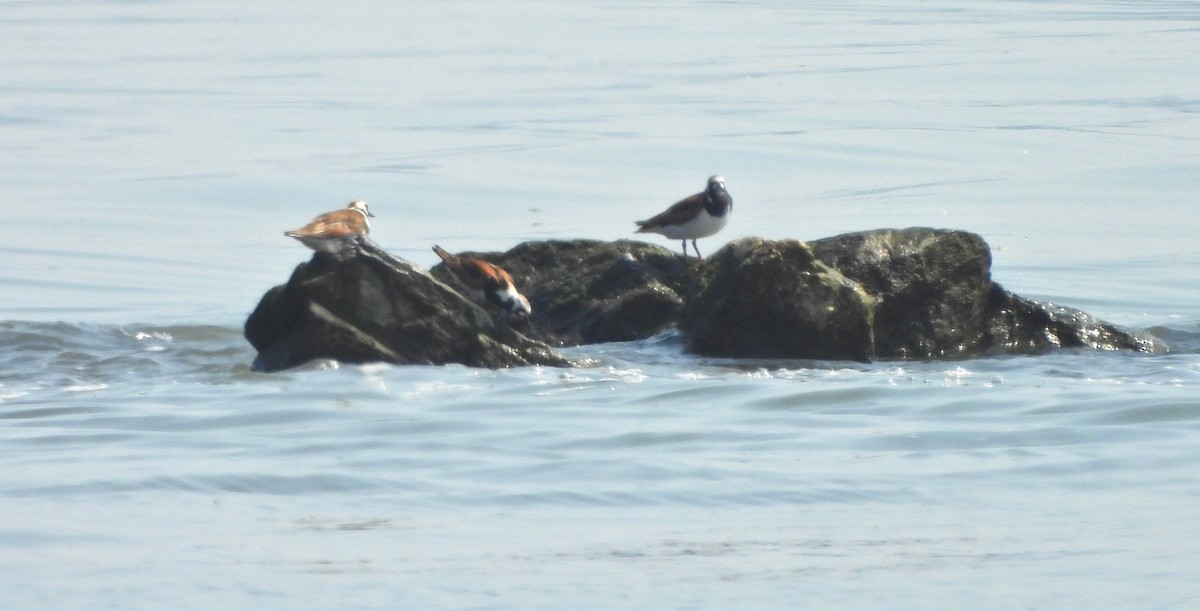 Ruddy Turnstone - Jay Luke