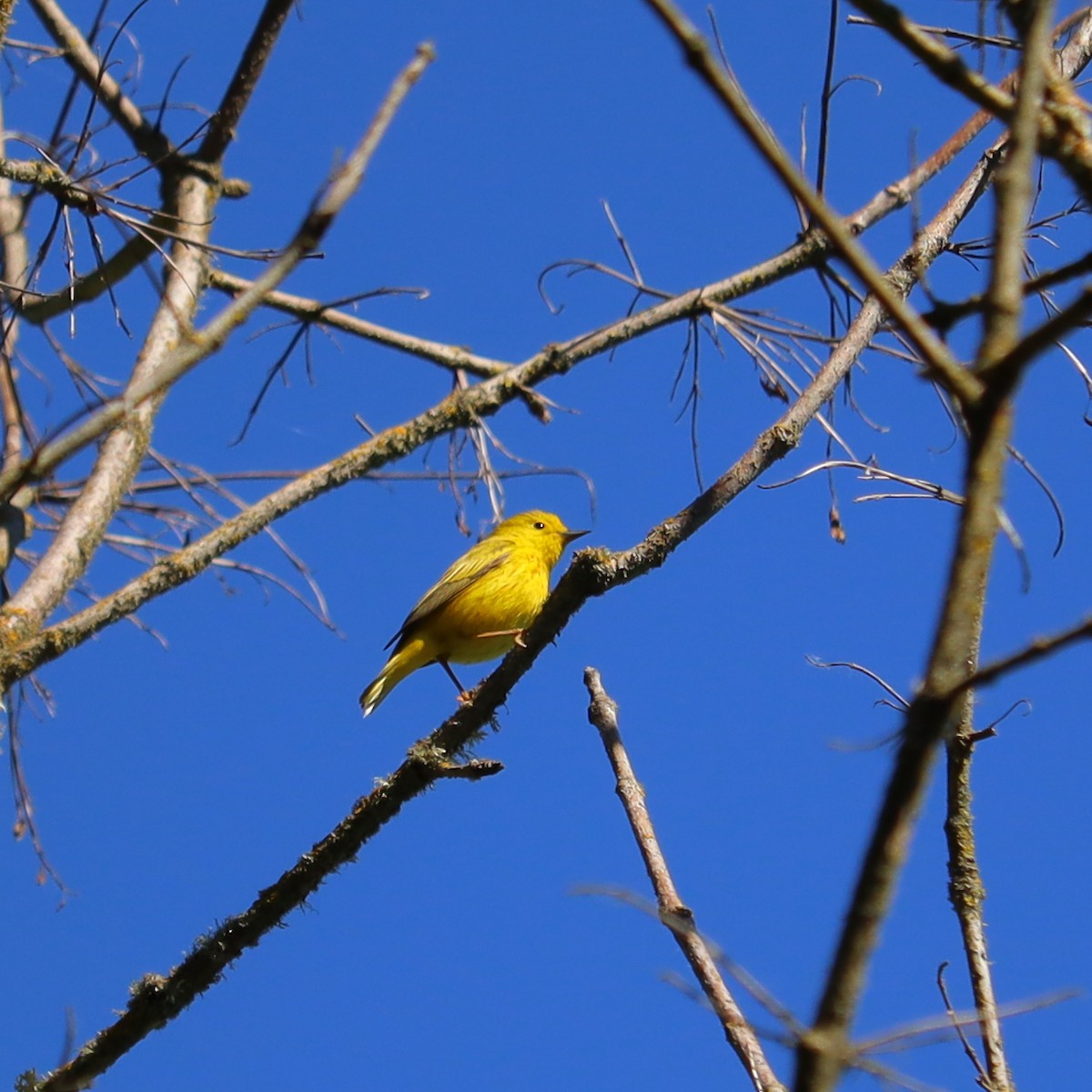 Yellow Warbler - Marinel Falalimpa