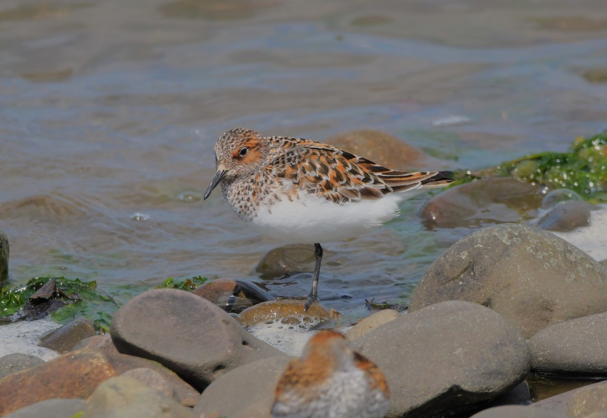 Sanderling - Colin Barrett