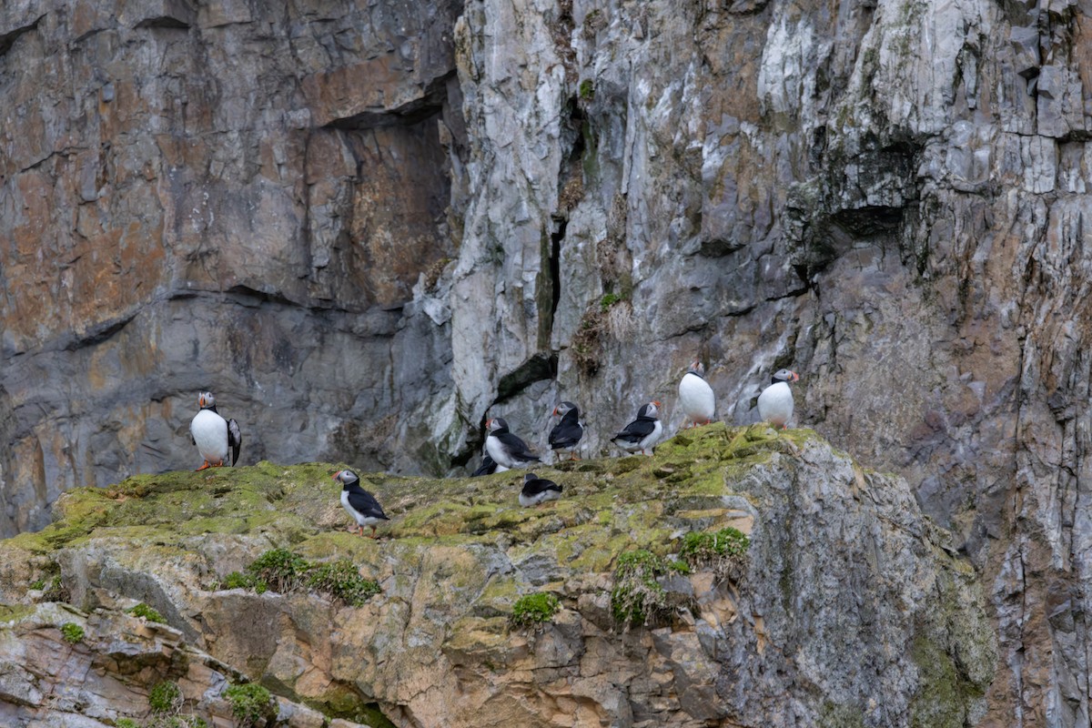 Atlantic Puffin - Carol Holmes