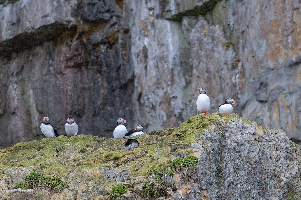 Atlantic Puffin - Carol Holmes