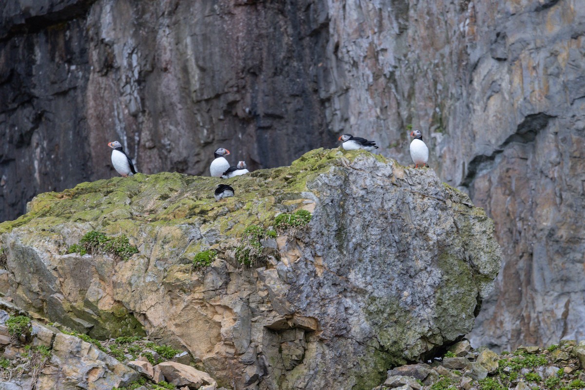 Atlantic Puffin - Carol Holmes