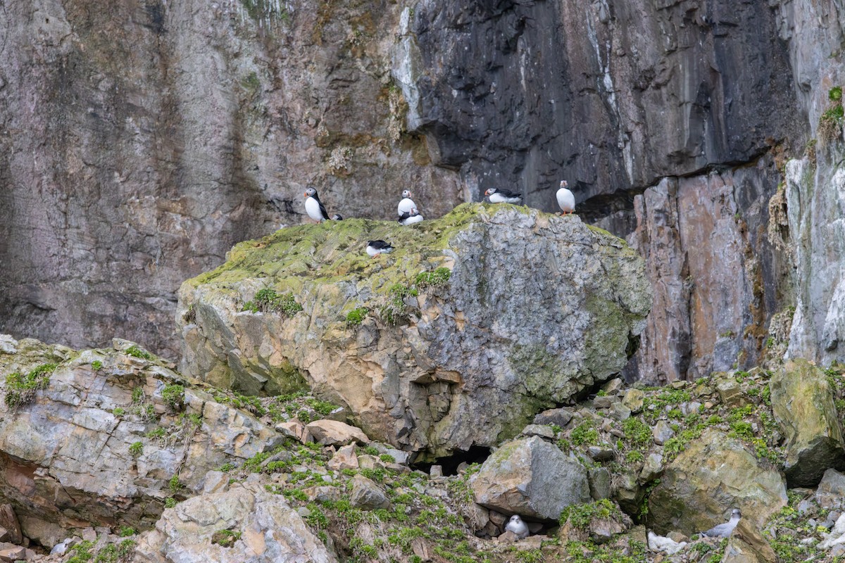 Atlantic Puffin - Carol Holmes