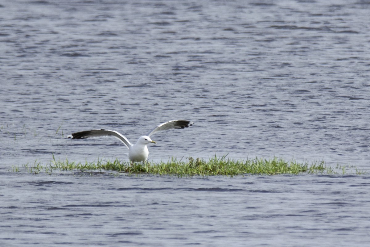 Common Gull - Vishnu Vinod