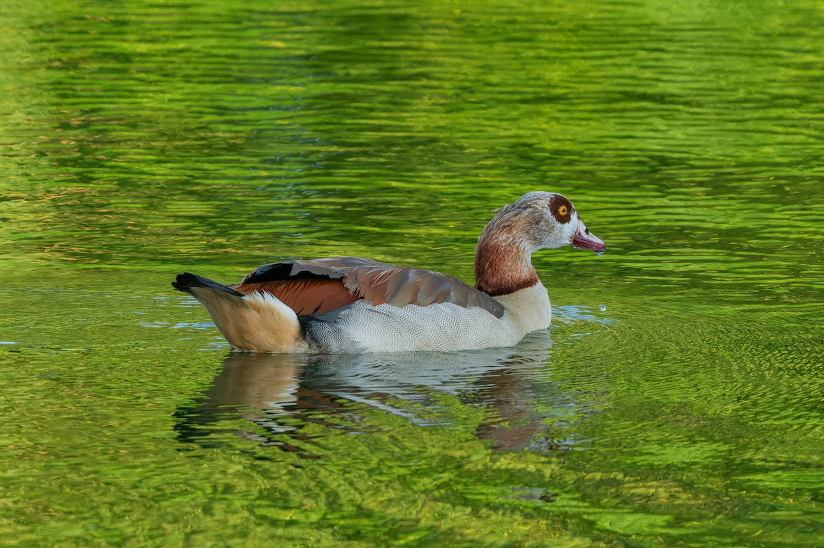 Egyptian Goose - lucien ABAH
