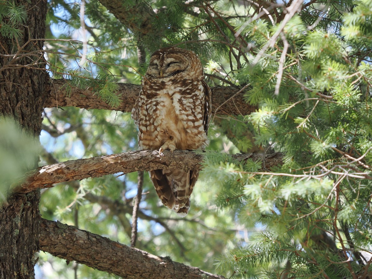 Spotted Owl (Mexican) - Rishab Ghosh
