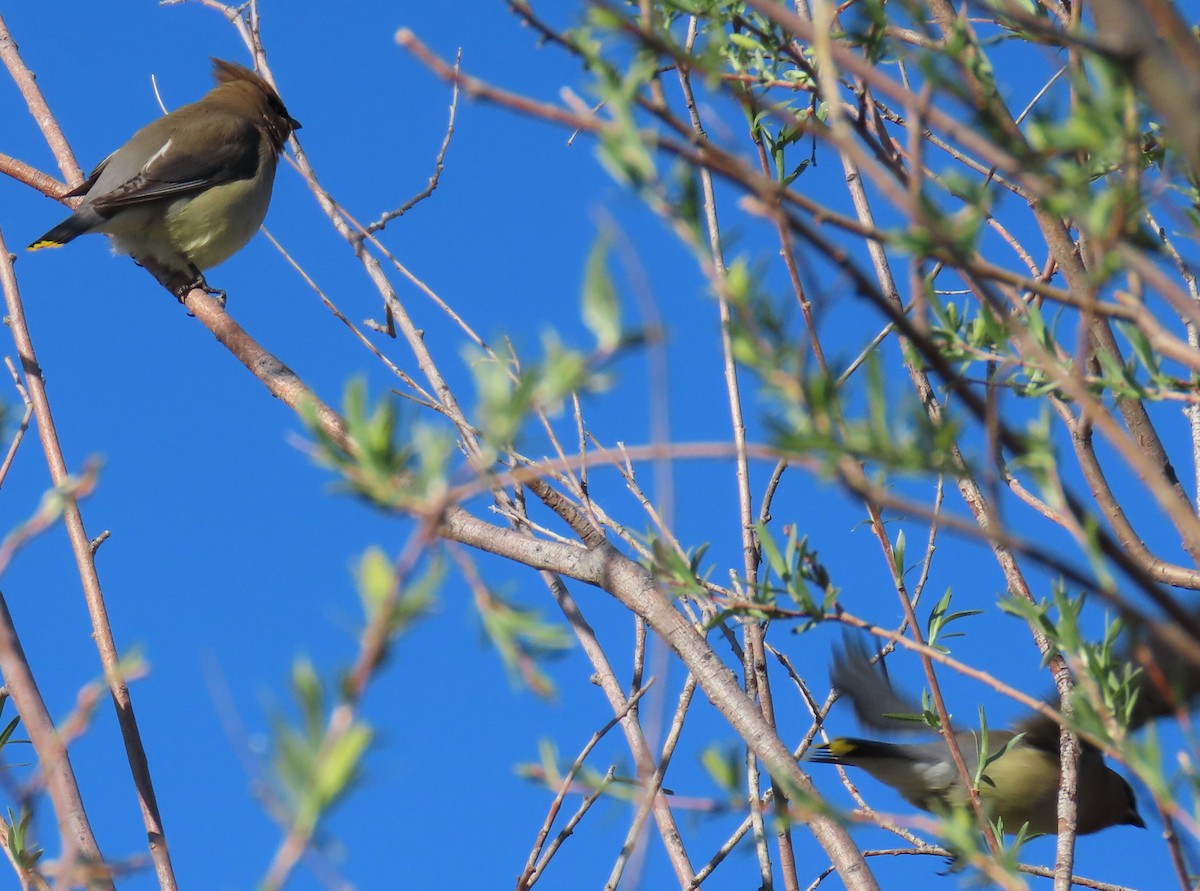 Cedar Waxwing - Catherine Hagen