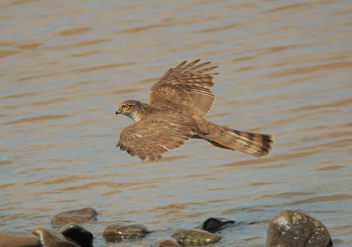 Eurasian Sparrowhawk - Colin Barrett