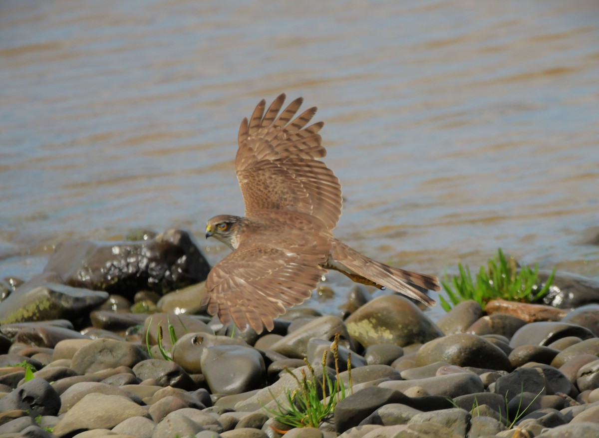 Eurasian Sparrowhawk - Colin Barrett