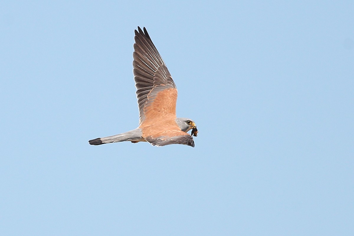 Lesser Kestrel - Daniel Mitev