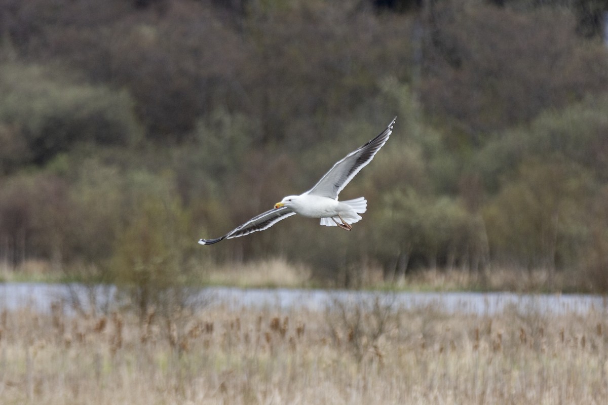 Herring Gull - Vishnu Vinod