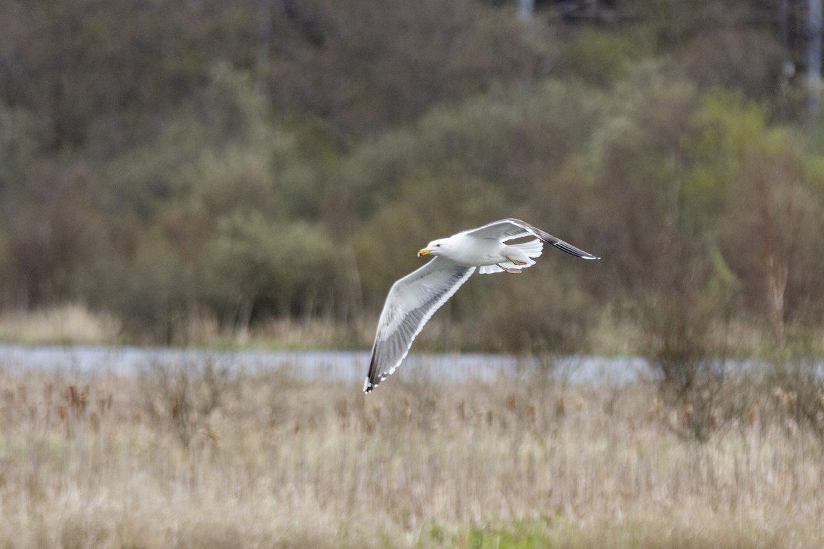 Lesser Black-backed Gull - Vishnu Vinod