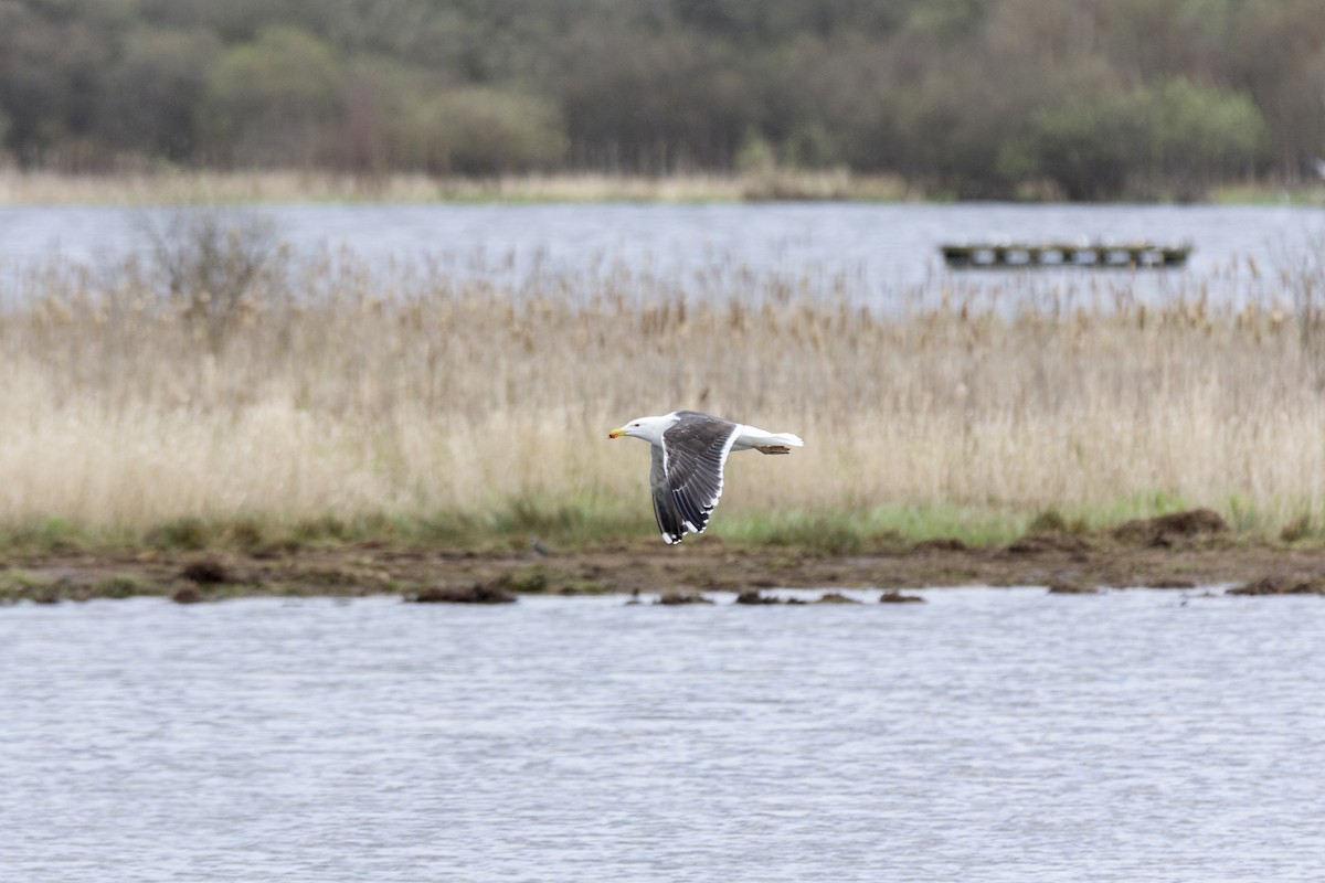 Herring Gull - Vishnu Vinod