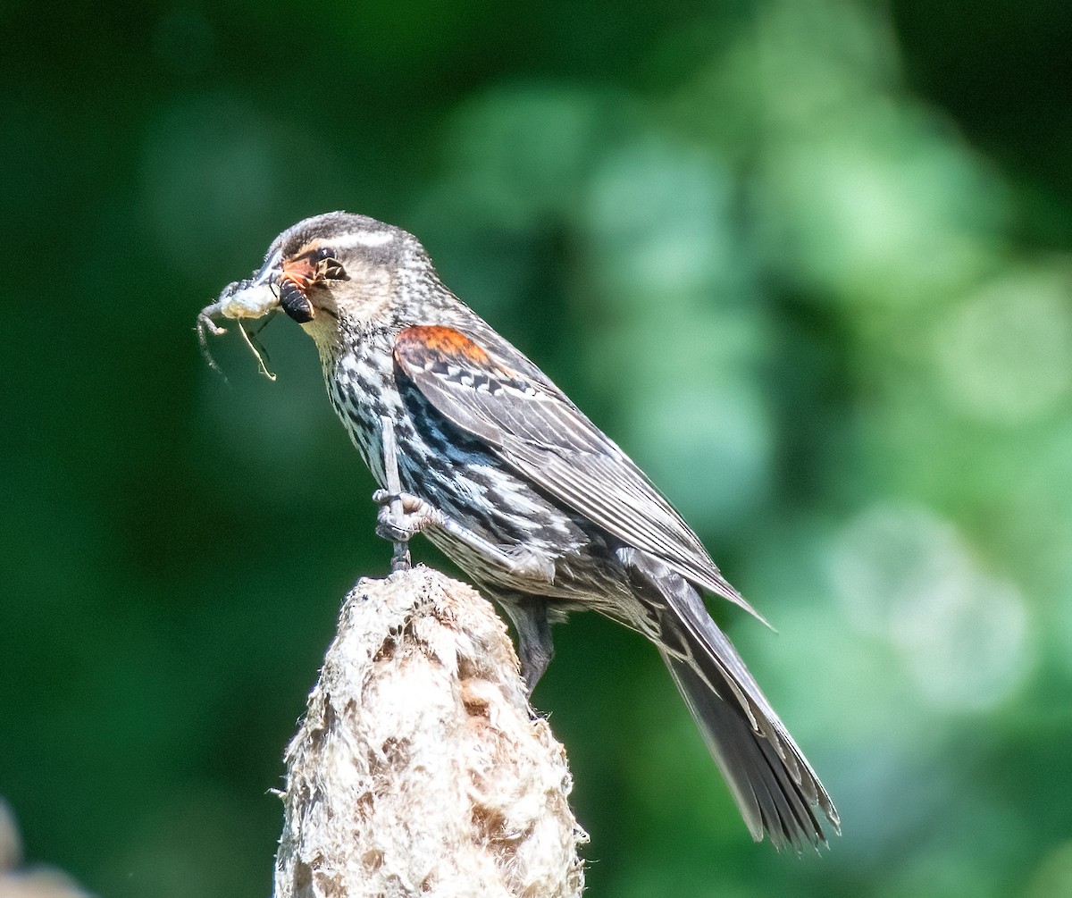 Red-winged Blackbird - Gregg Petersen