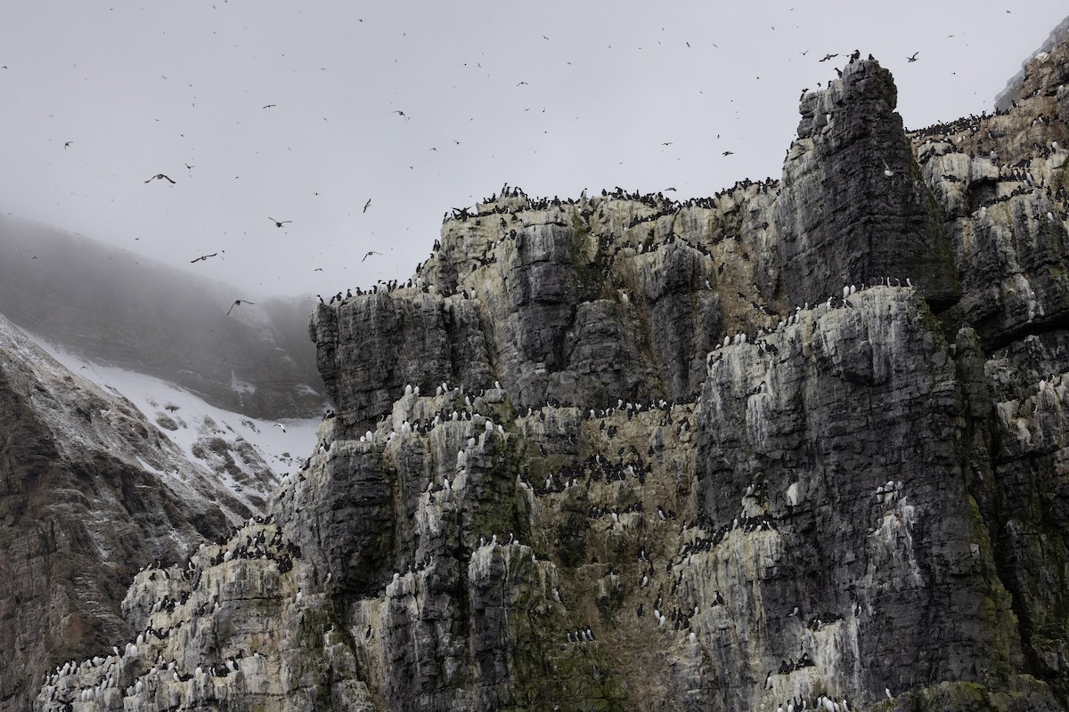 Common Murre - Carol Holmes