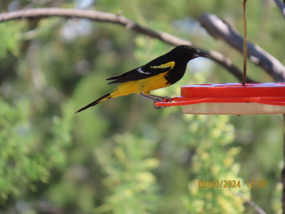 Scott's Oriole - Andy Harrison