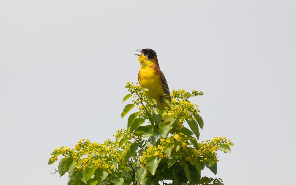 Black-headed Bunting - Emmanuel Naudot