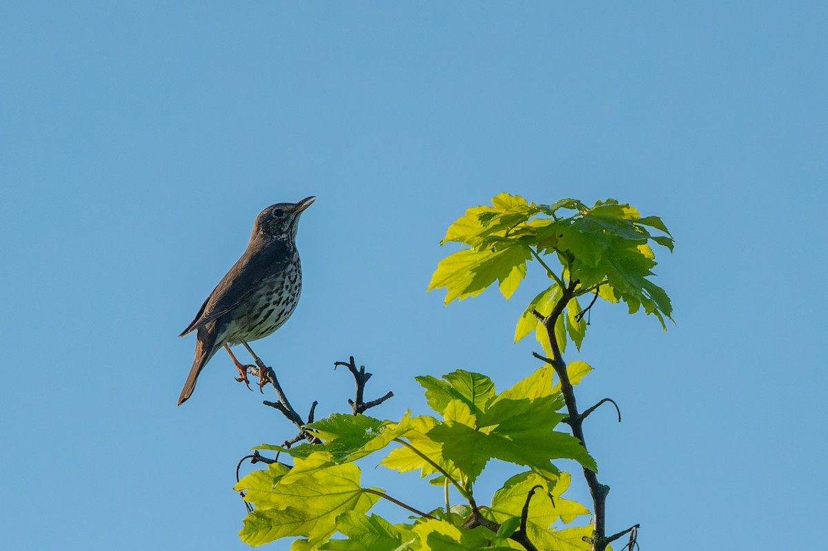 Song Thrush - lucien ABAH