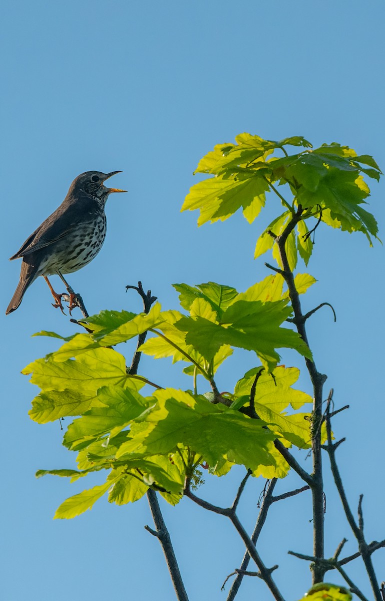 Song Thrush - lucien ABAH