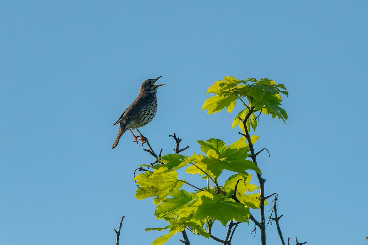 Song Thrush - lucien ABAH