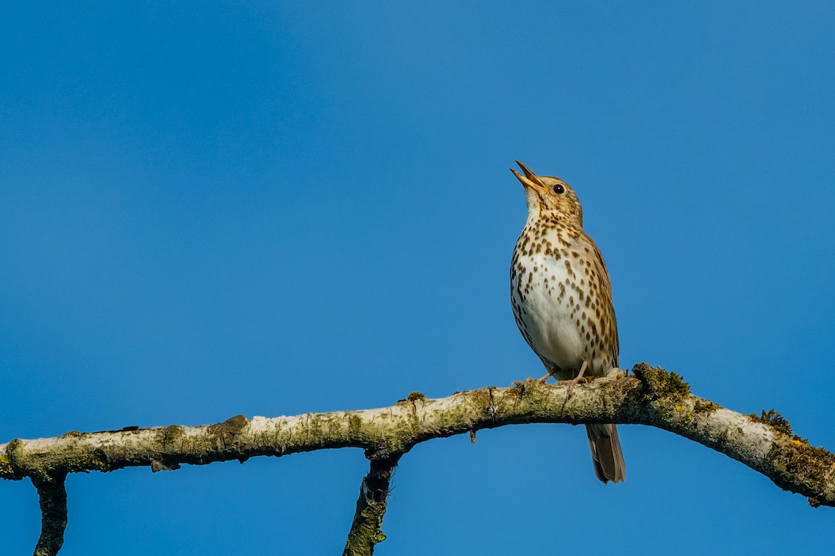 Song Thrush - lucien ABAH