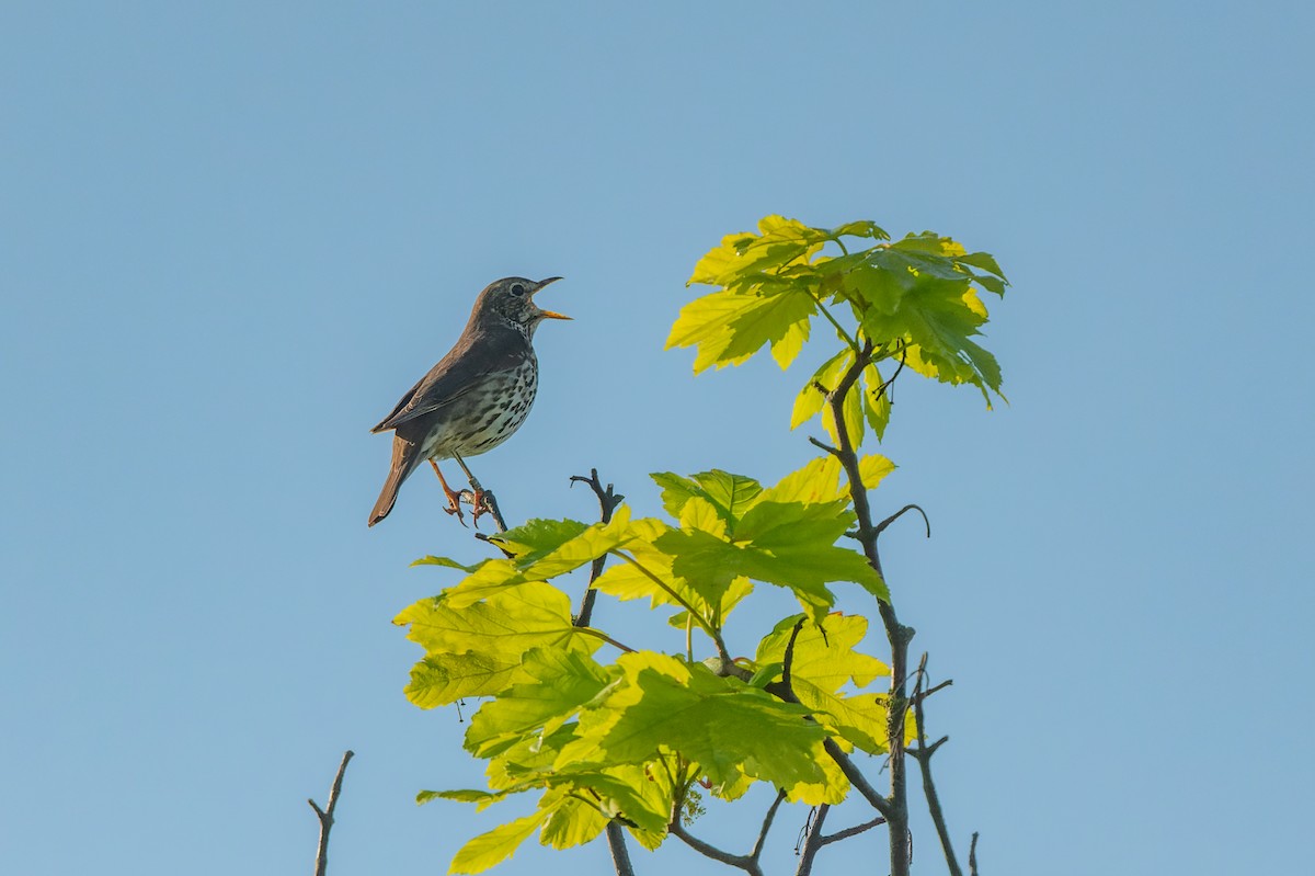 Song Thrush - lucien ABAH