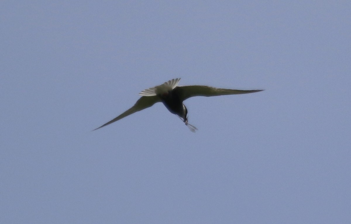 Whiskered Tern - ML619631754