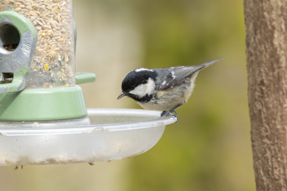 Coal Tit - Vishnu Vinod