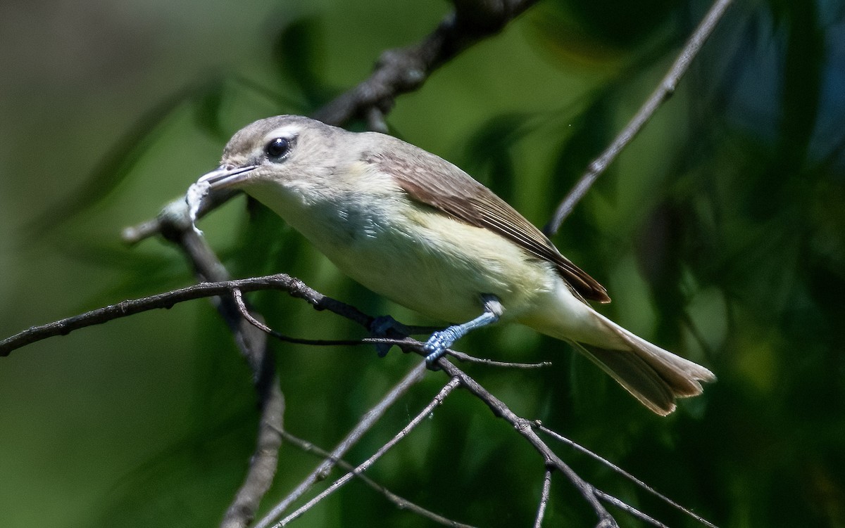 Ötücü Vireo - ML619631761