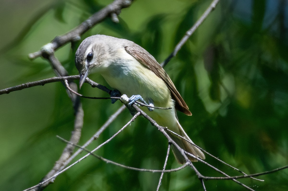 Warbling Vireo - ML619631762