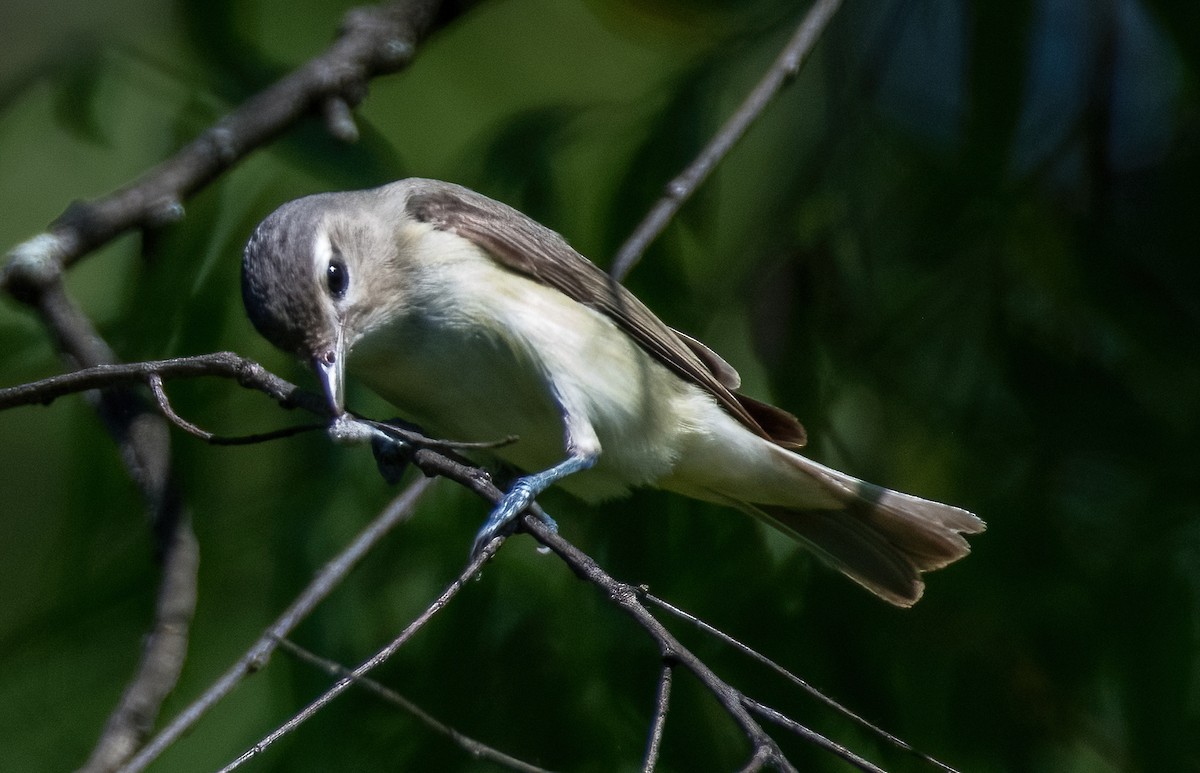 Warbling Vireo - ML619631763