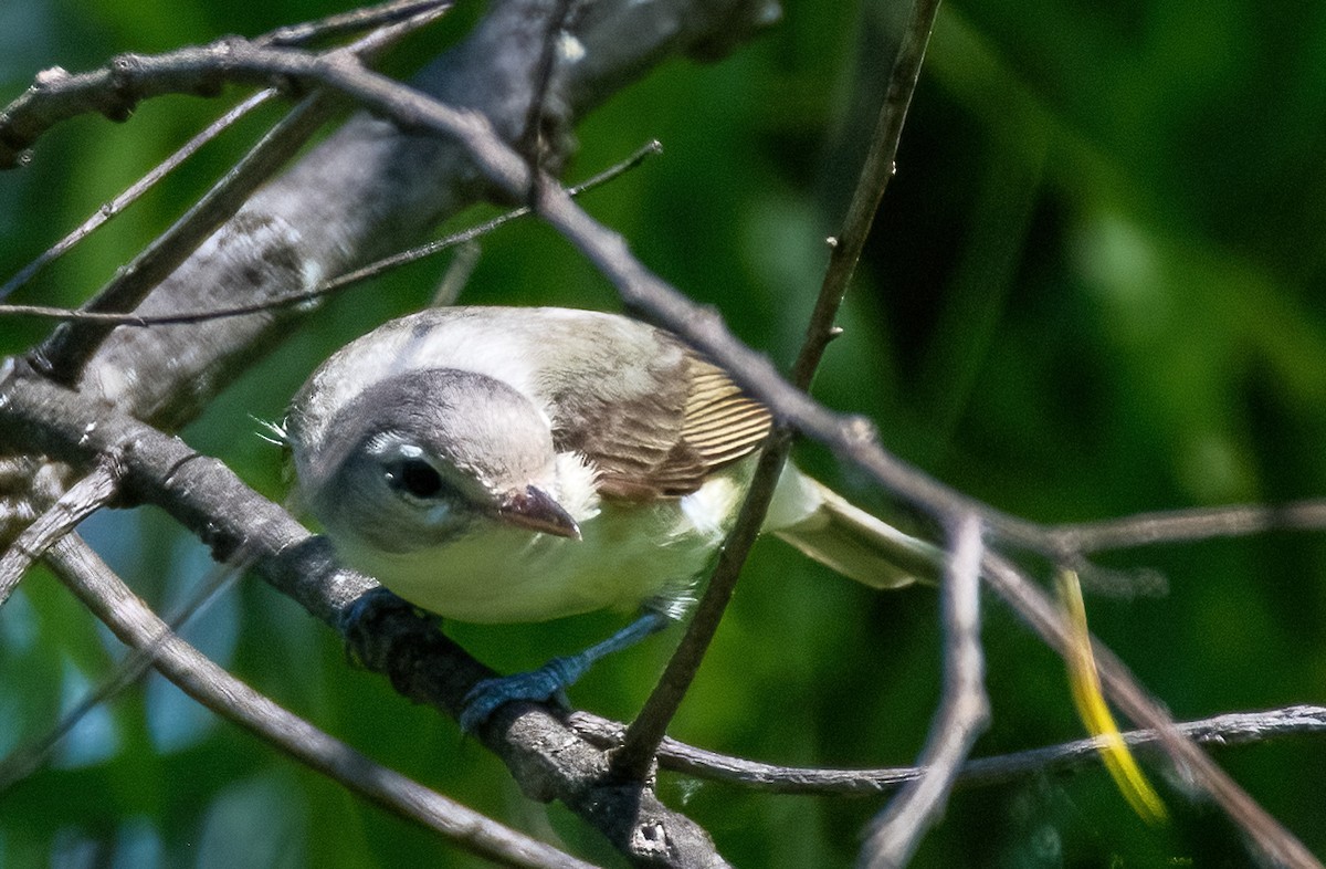 Warbling Vireo - ML619631765