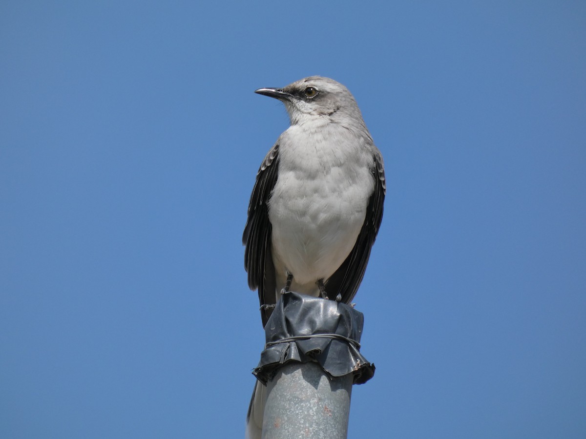 Tropical Mockingbird - Sean Leonard