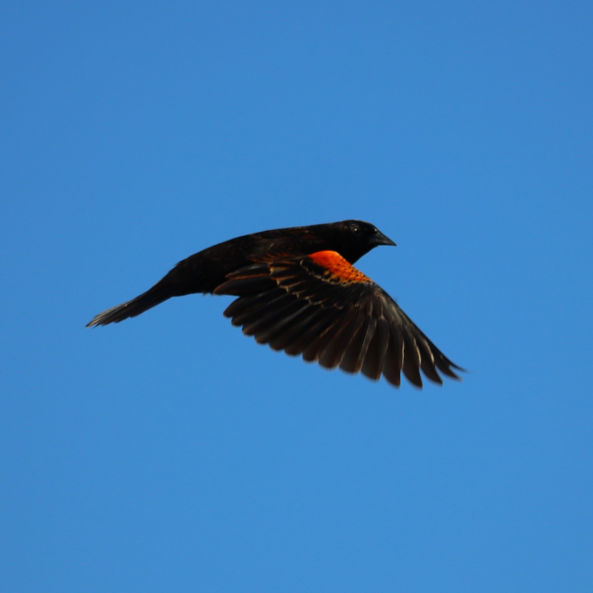 Red-winged Blackbird - ML619631778