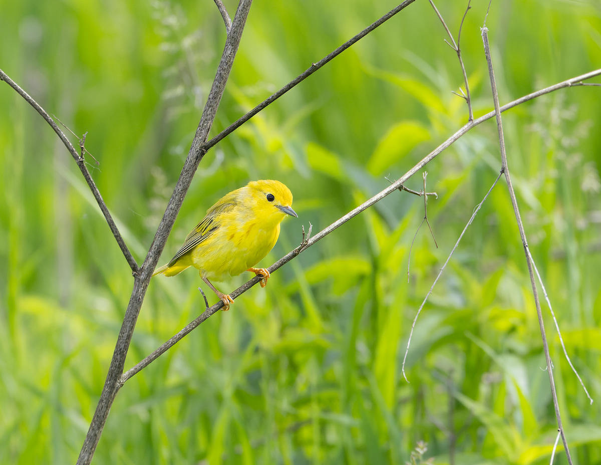 Yellow Warbler - Amber Joseph