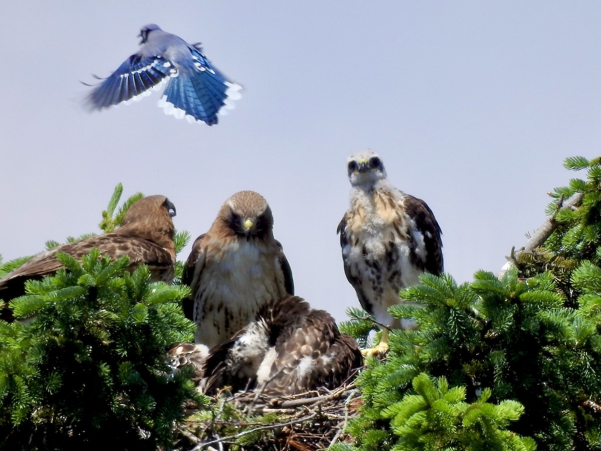 Red-tailed Hawk - ML619631786