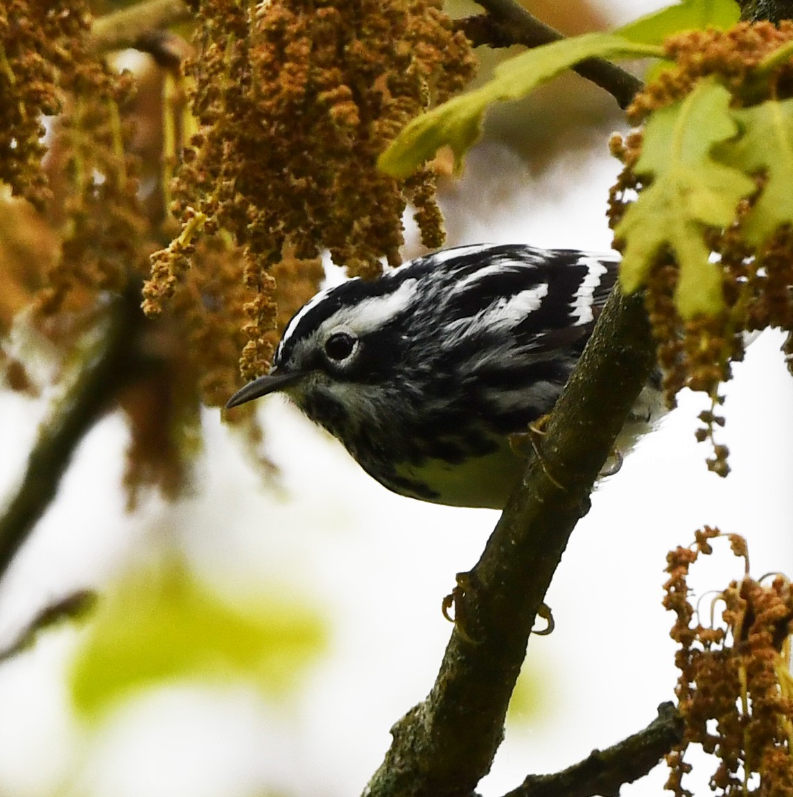 Black-and-white Warbler - Jeremy Cohen