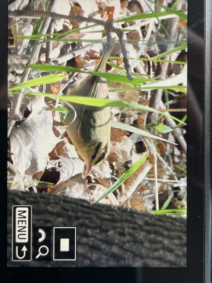 Worm-eating Warbler - Greg Wann